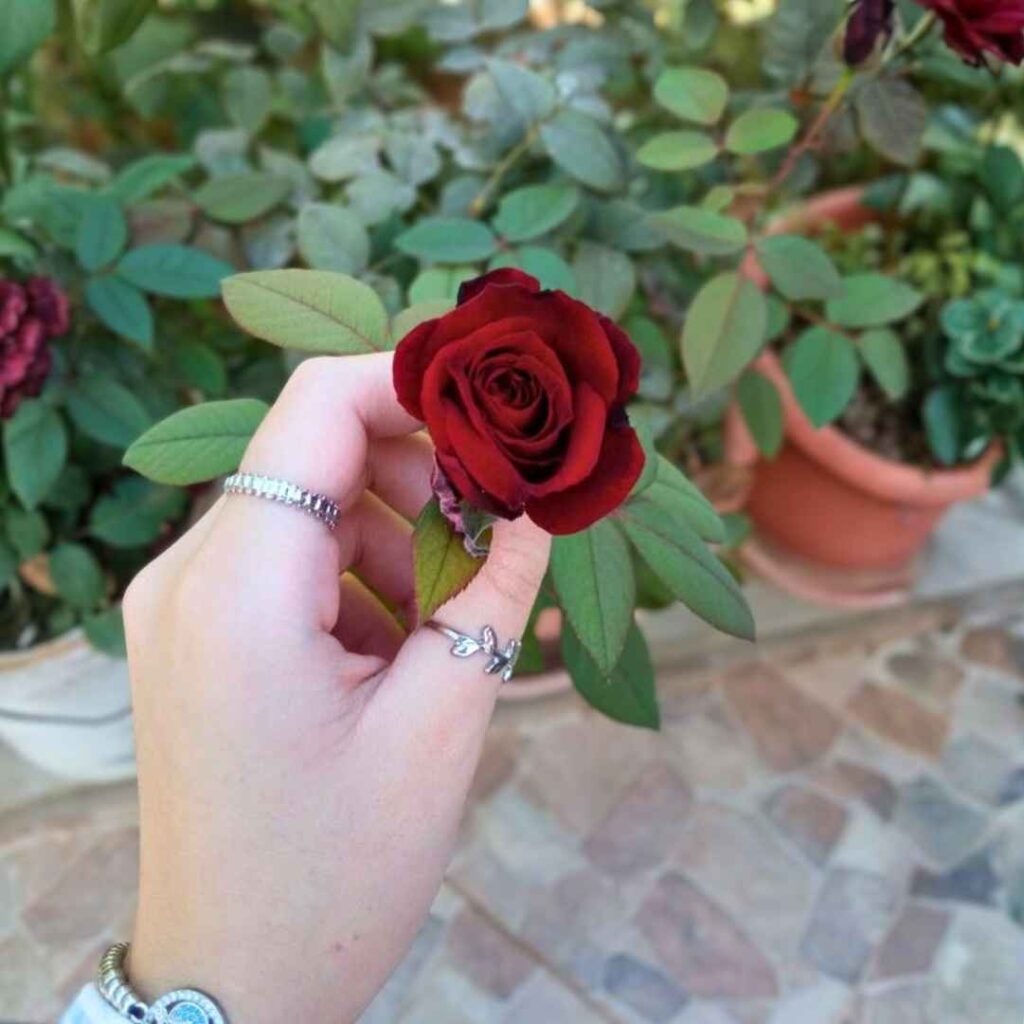 DP Images for Girls Love